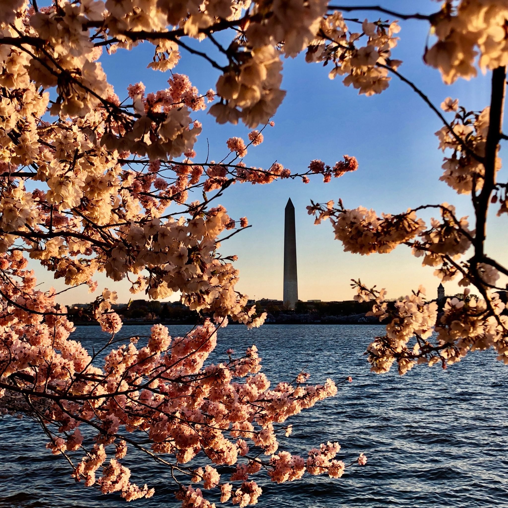 DC's Cherry Blossoms Should Hit Peak Bloom on March 21-24 - Washingtonian