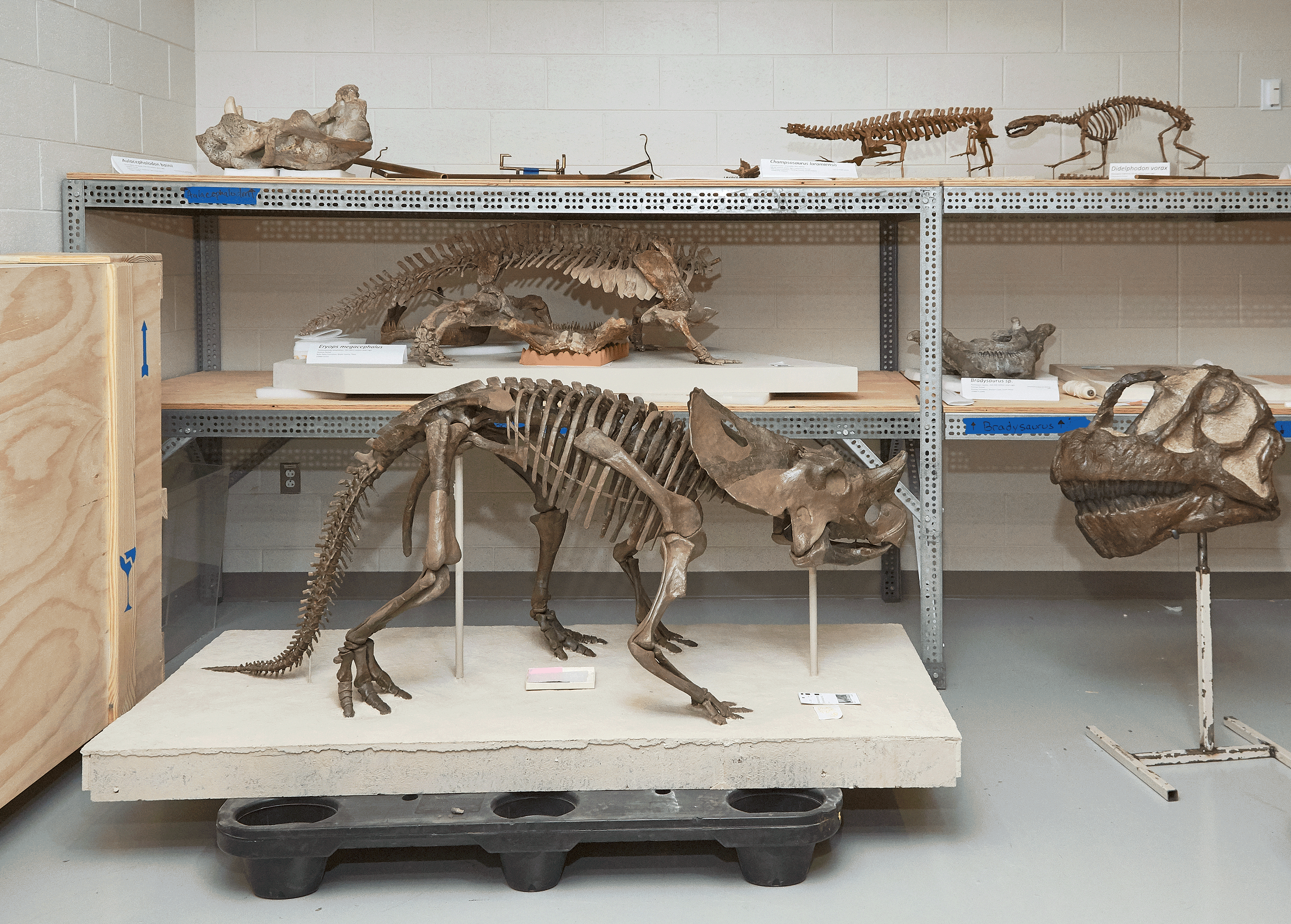 dinosaurs - Washingtonian