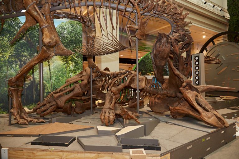 t rex at the smithsonian