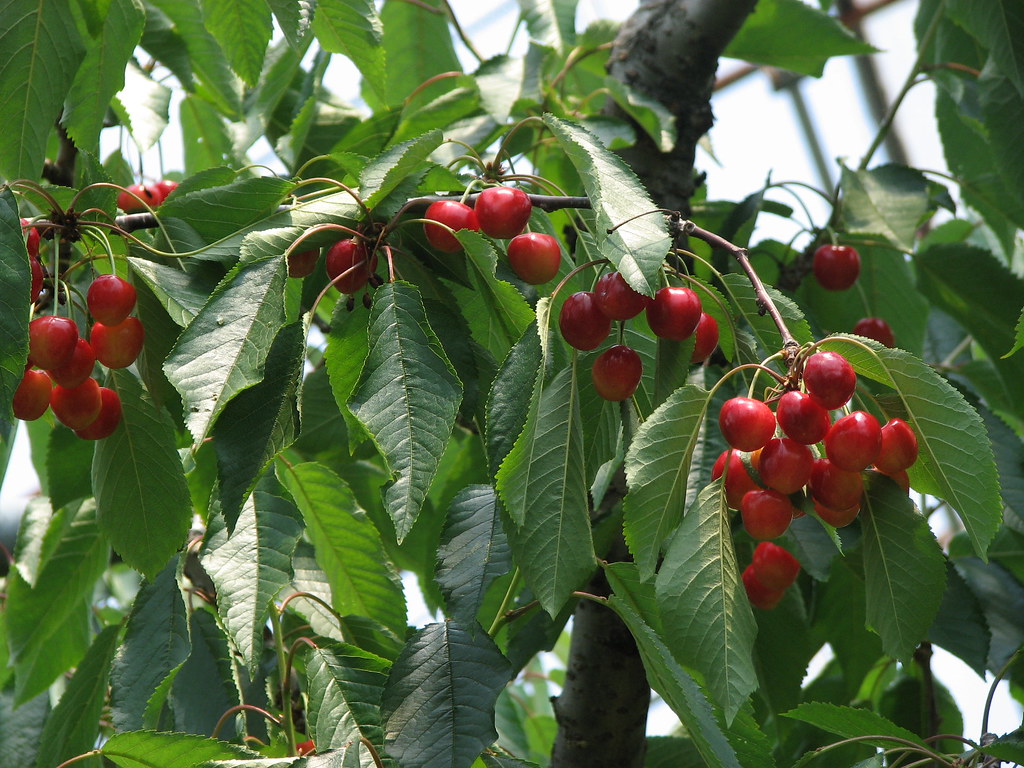 Pick your own cherries and berries at a local farm. Photograph courtesy of Flickr user Tetsuya Kankubo. 