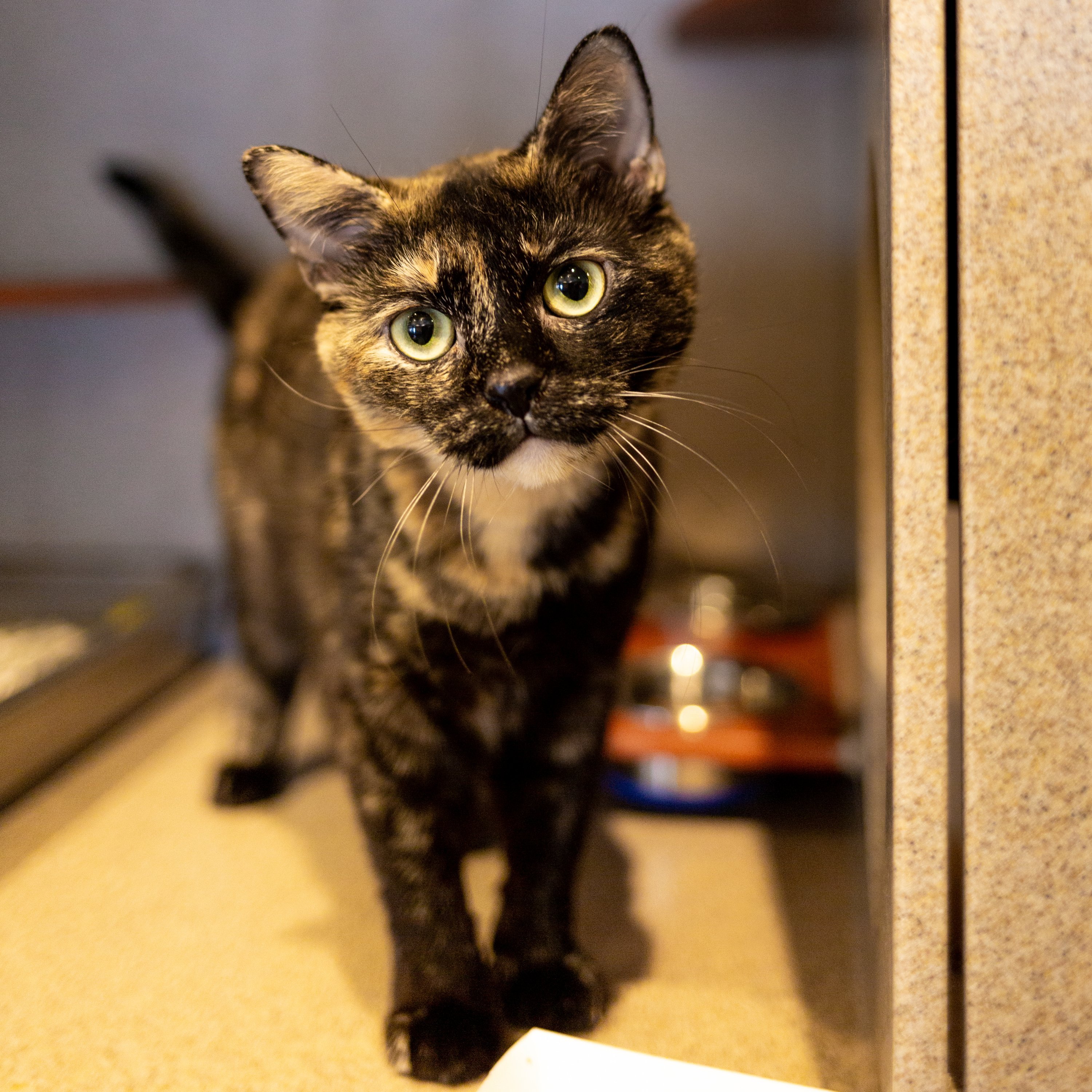 You Can Adopt a Cat for Free at DC's Humane Rescue Alliance - Washingtonian