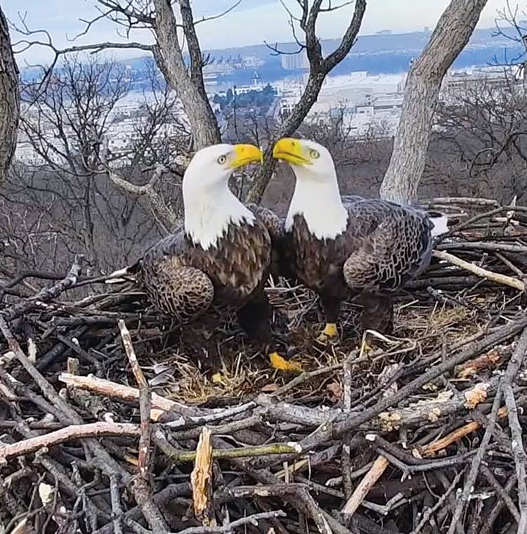 Photograph courtesy of ECC Eagle Cam.