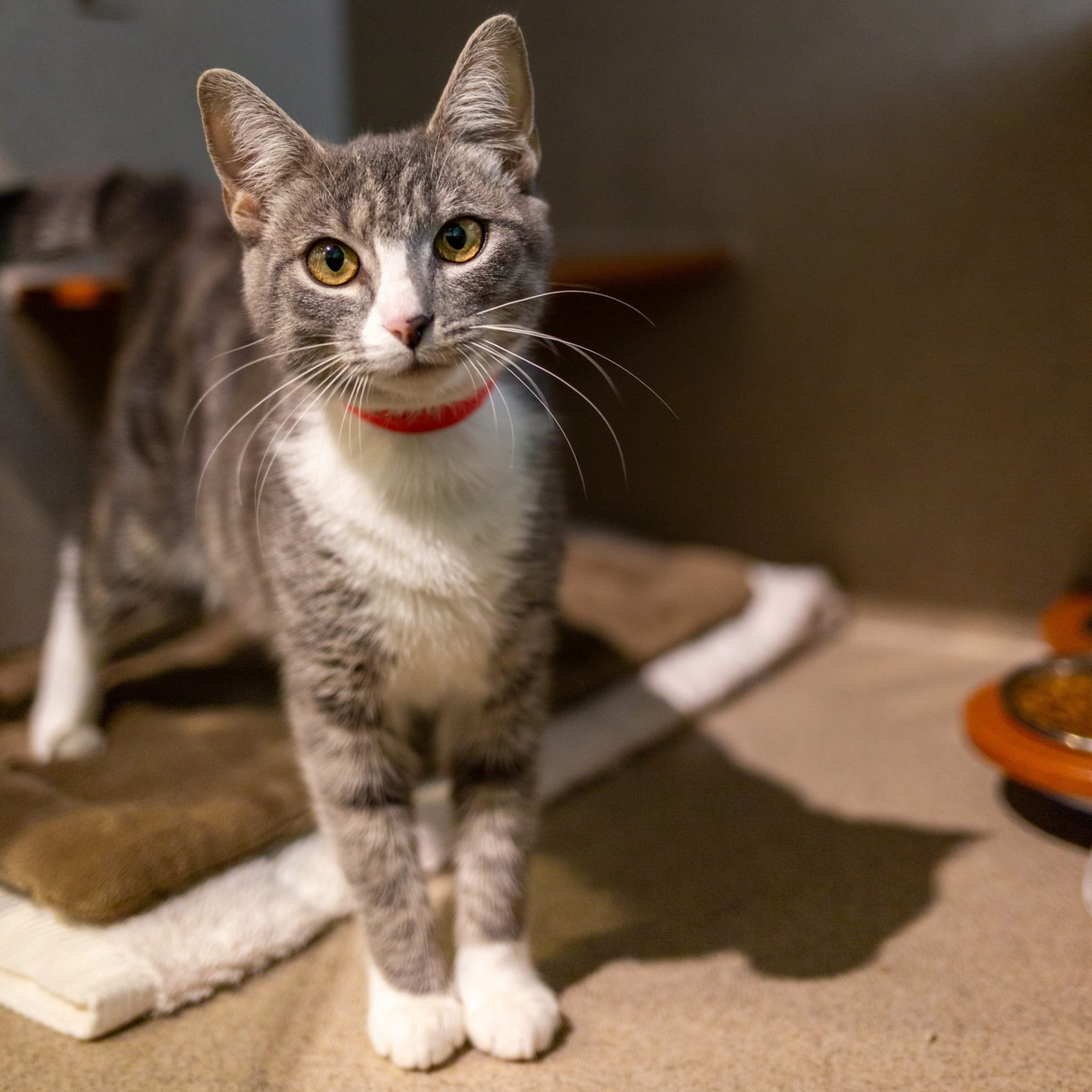  You  Can  Adopt a Cat  for Free at DC s Humane Rescue Alliance