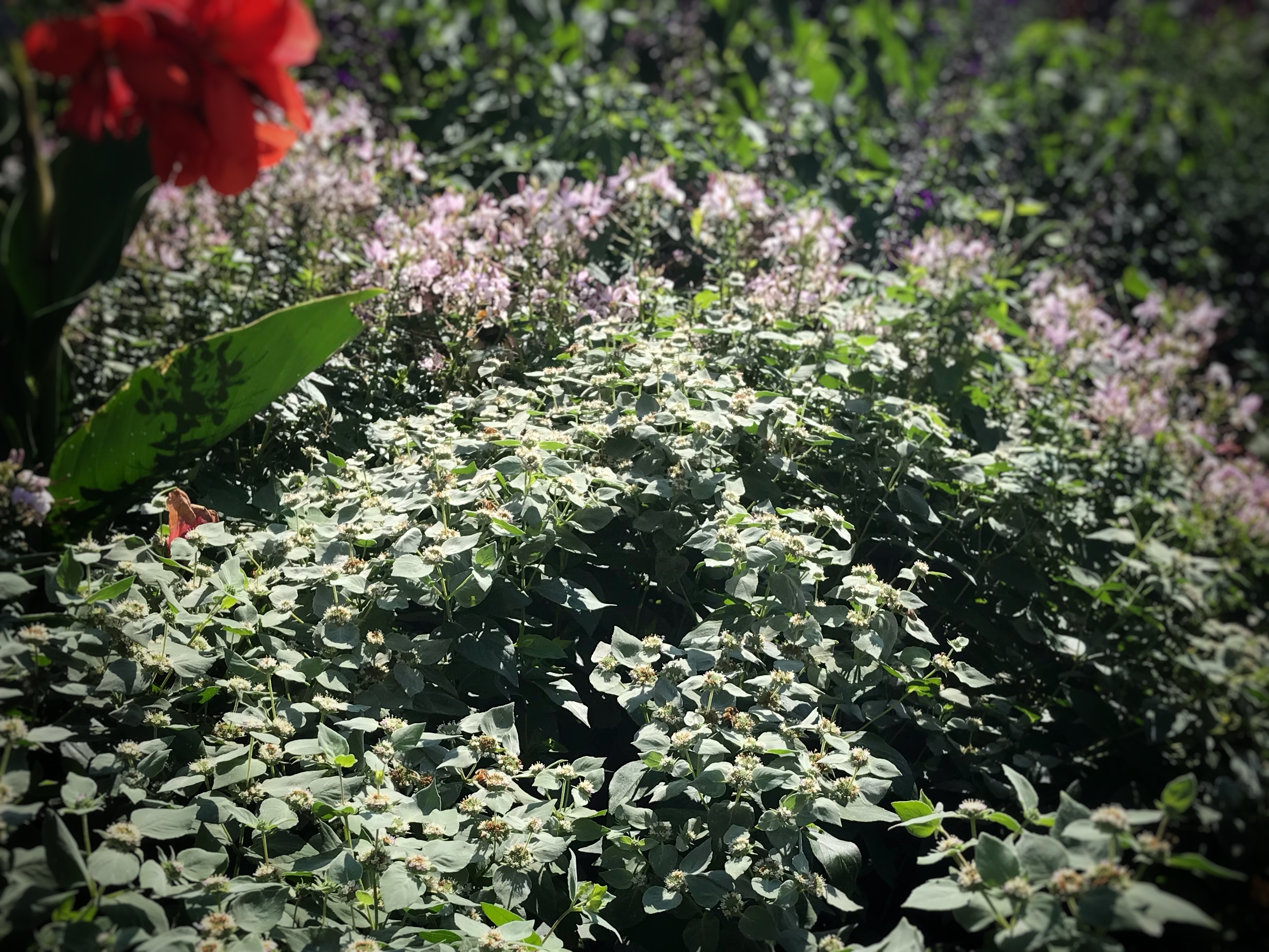 longfellow-park - Washingtonian