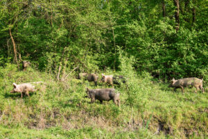 How Much Should You Worry About Feral Hogs Around DC?