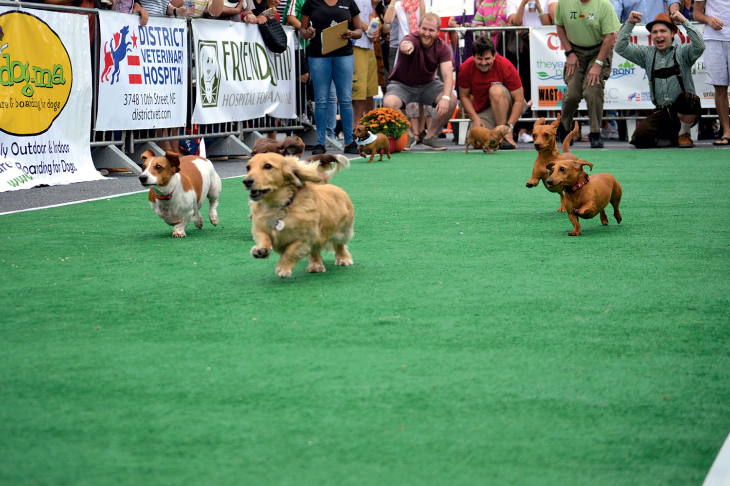 This year's Wiener 500 is September 21. Photograph by Adrianne Depew.