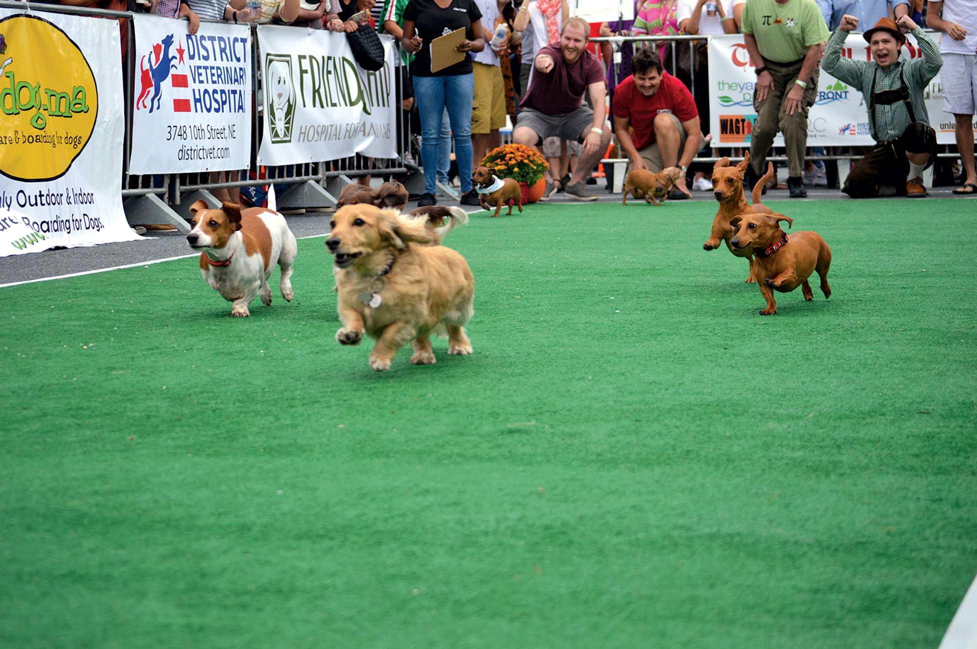 This year's Wiener 500 is September 21. Photograph by Adrianne Depew.