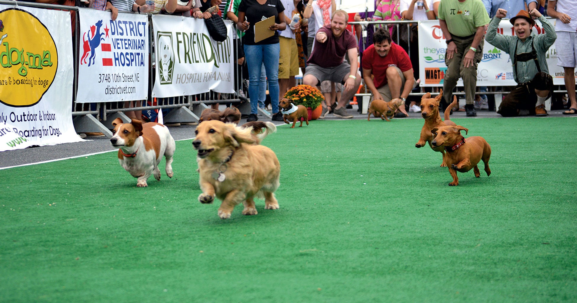 weenie dog races near me