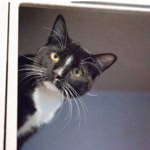 You Can Adopt a Pet for Free Through Wednesday at the Humane Rescue Alliance