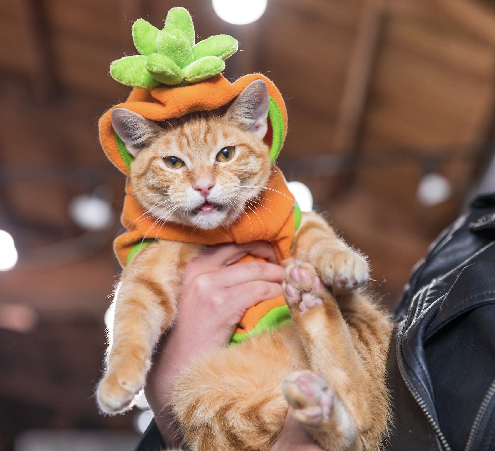 NationalCatDayHalloween2 (1) - Washingtonian