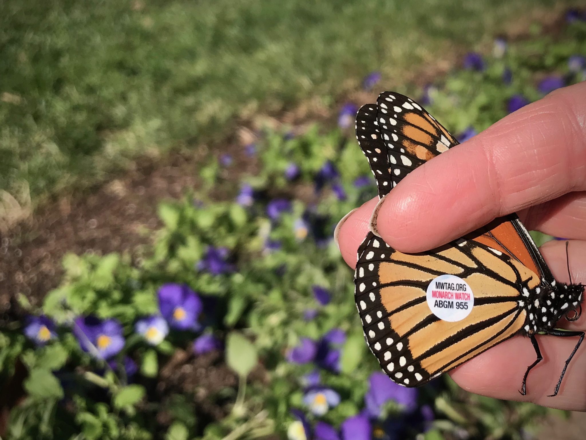 We Captured Monarch Butterflies on the Mall, Tagged Them, and Now They ...