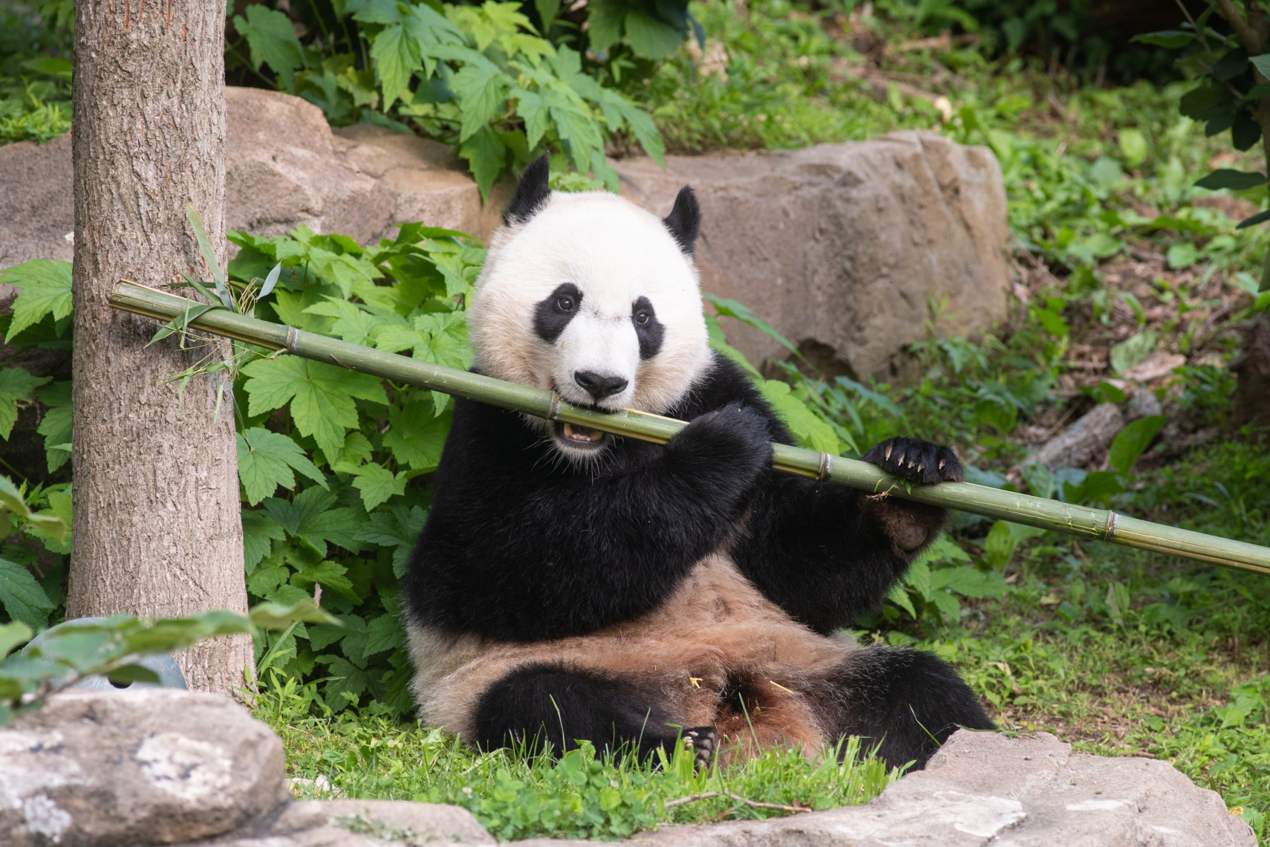 Giant Panda Bei Bei - Washingtonian