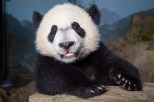 Our Favorite Bei Bei Moments