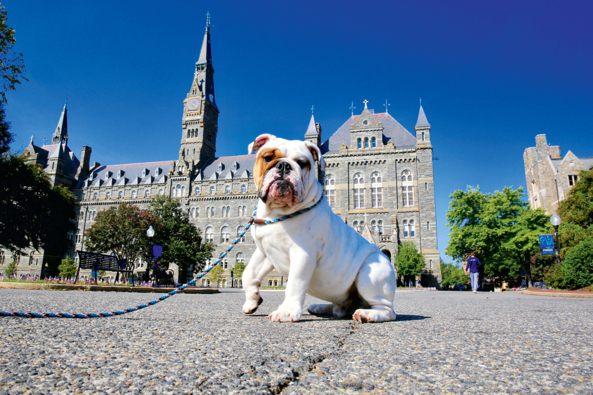 training a bulldog puppy