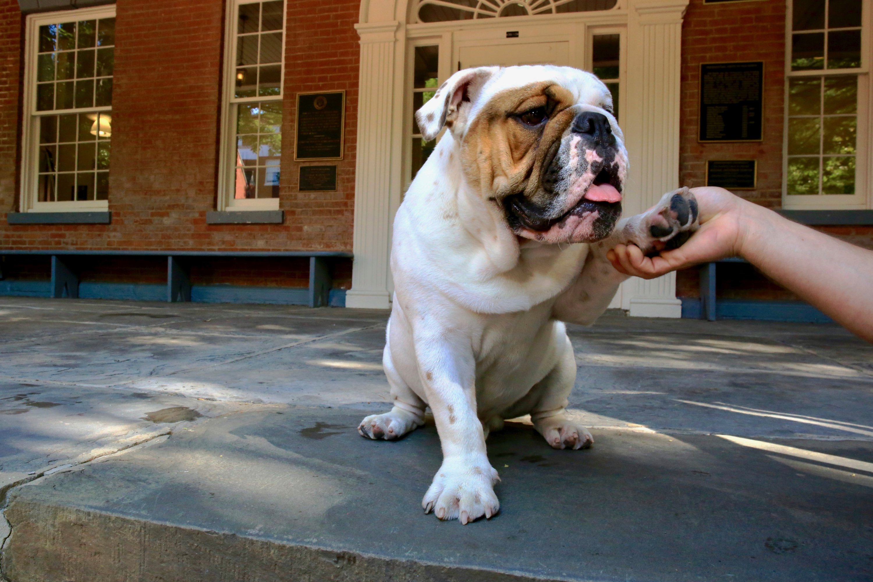 training a bulldog puppy