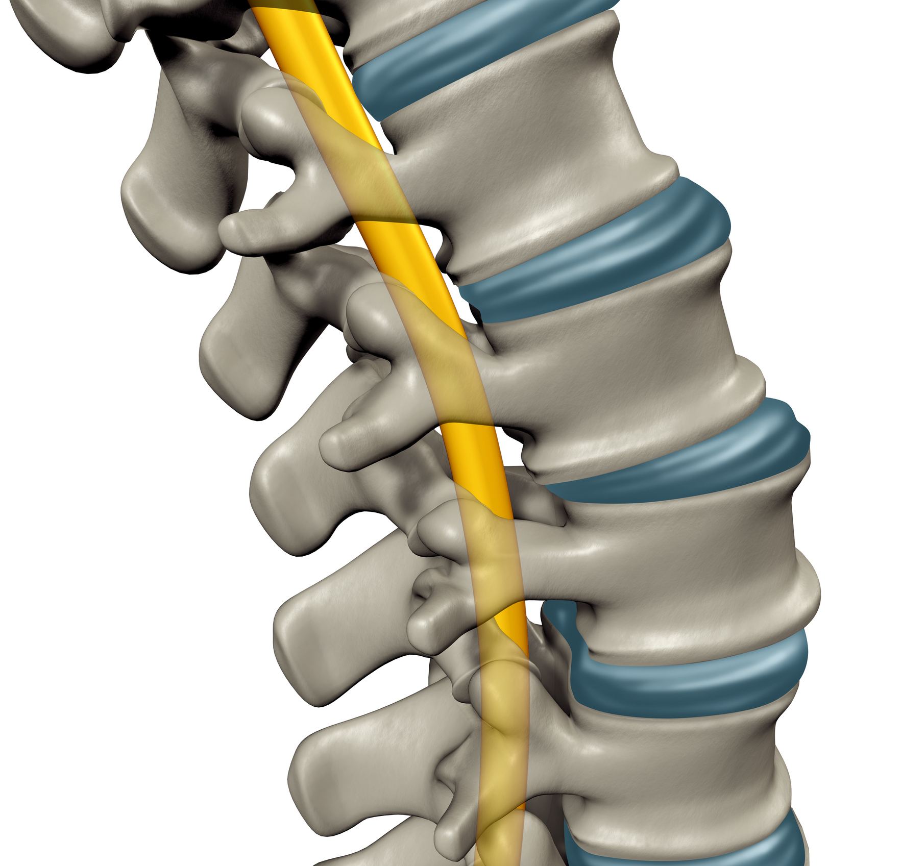 Spinal Cord - Washingtonian
