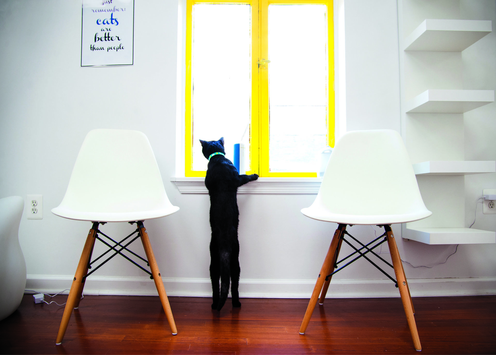 At DC s Cat  Cafes  You Can Cuddle Kittens and Write Trump 