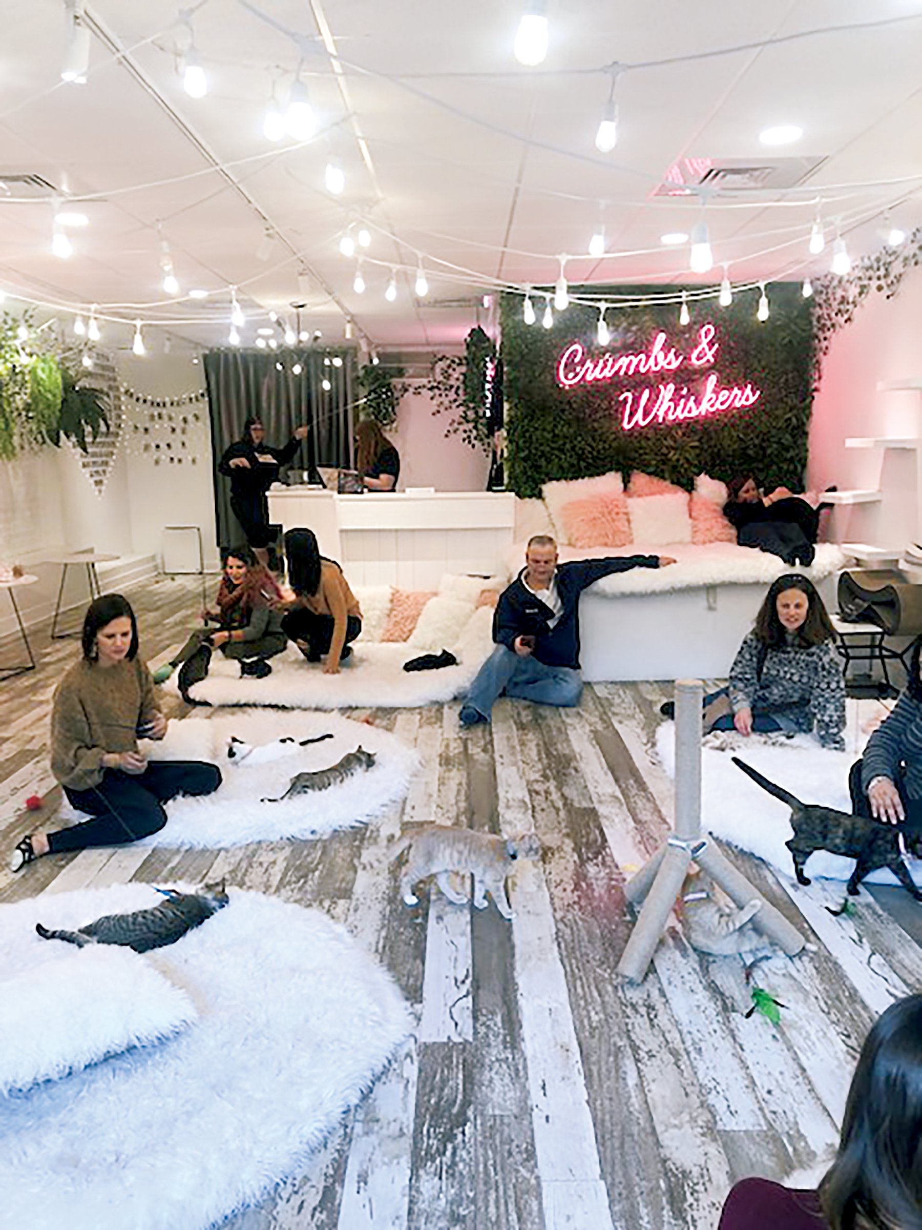 At DC s Cat Cafes You Can Cuddle Kittens and Write Trump At DC s Cat Cafes You Can Cuddle Kittens and Write Trump