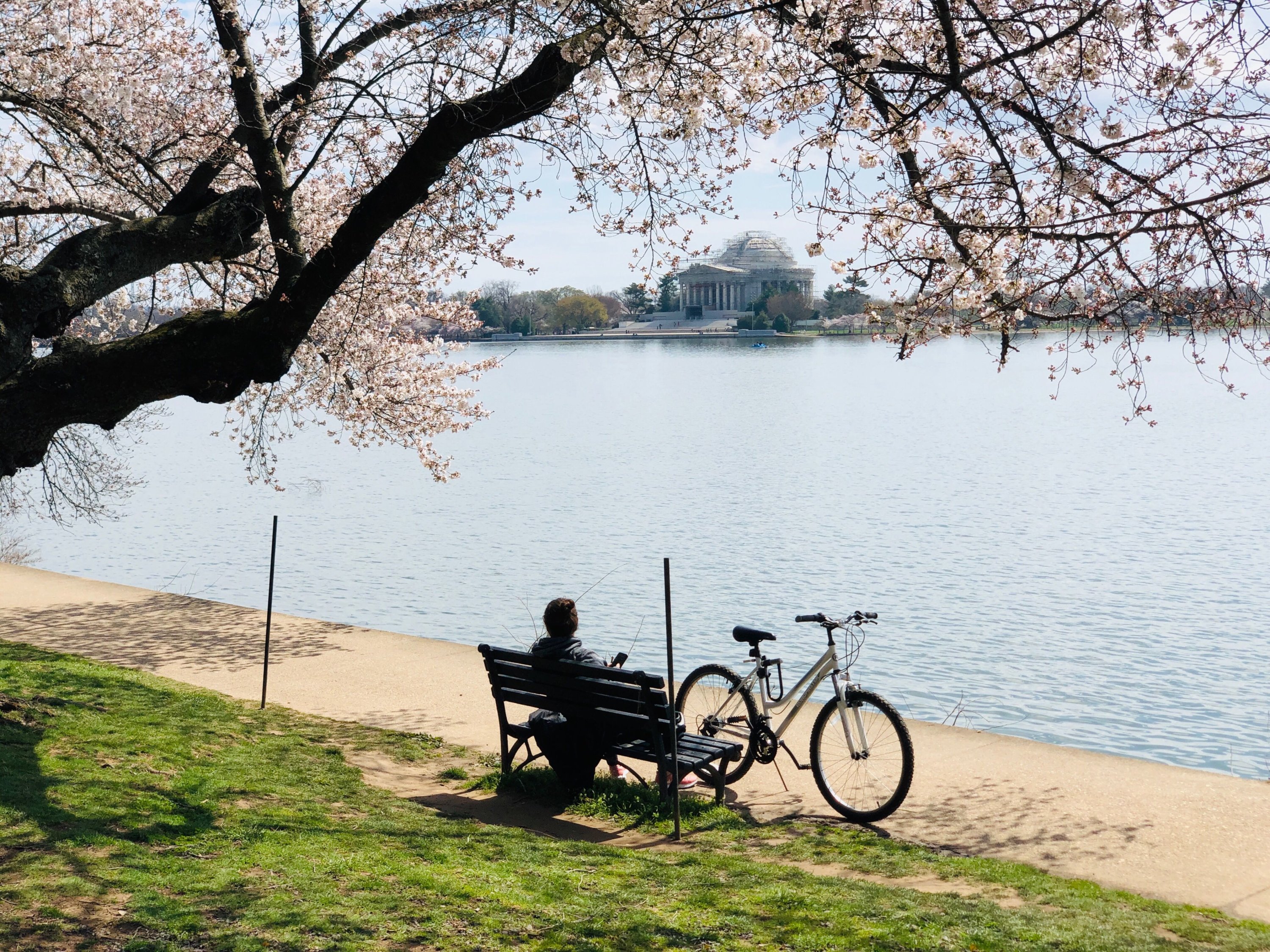 cherry blossoms peak bloom 2023