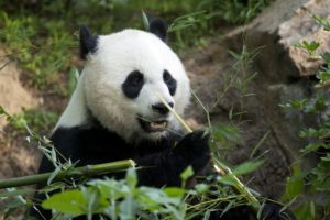Will the National Zoo Change Its Advance Reservation Entry Pass System?