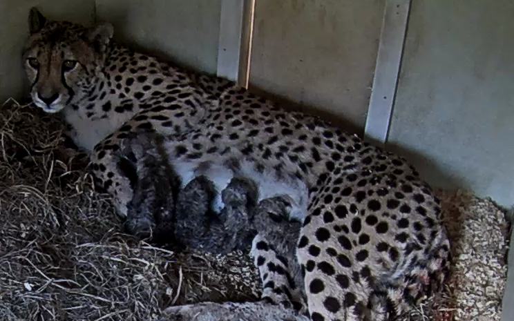 You Can Watch These Fuzzy Newborn Cheetah Cubs on the National Zoo's Cub Cam  All Day Long - Washingtonian