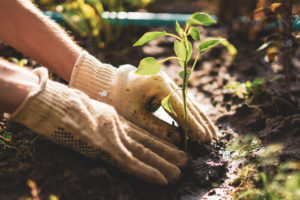 You Could Plant Vegetables This Weekend and Be Eating Them in a Few Weeks