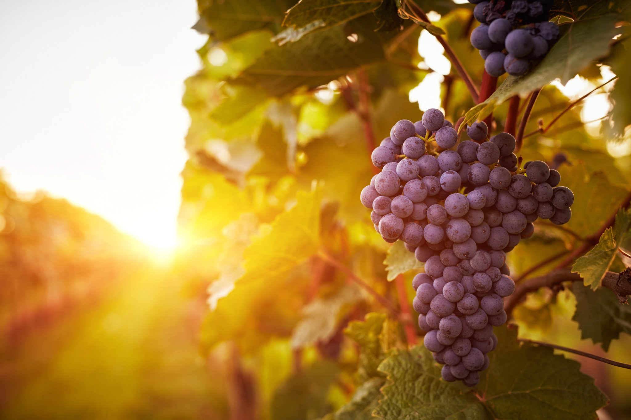 Vineyards at sunset in autumn harvest. Toned