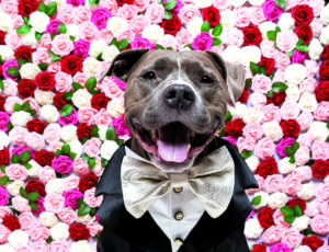 Photos: Behind the Scenes With a Top Pet Photographer