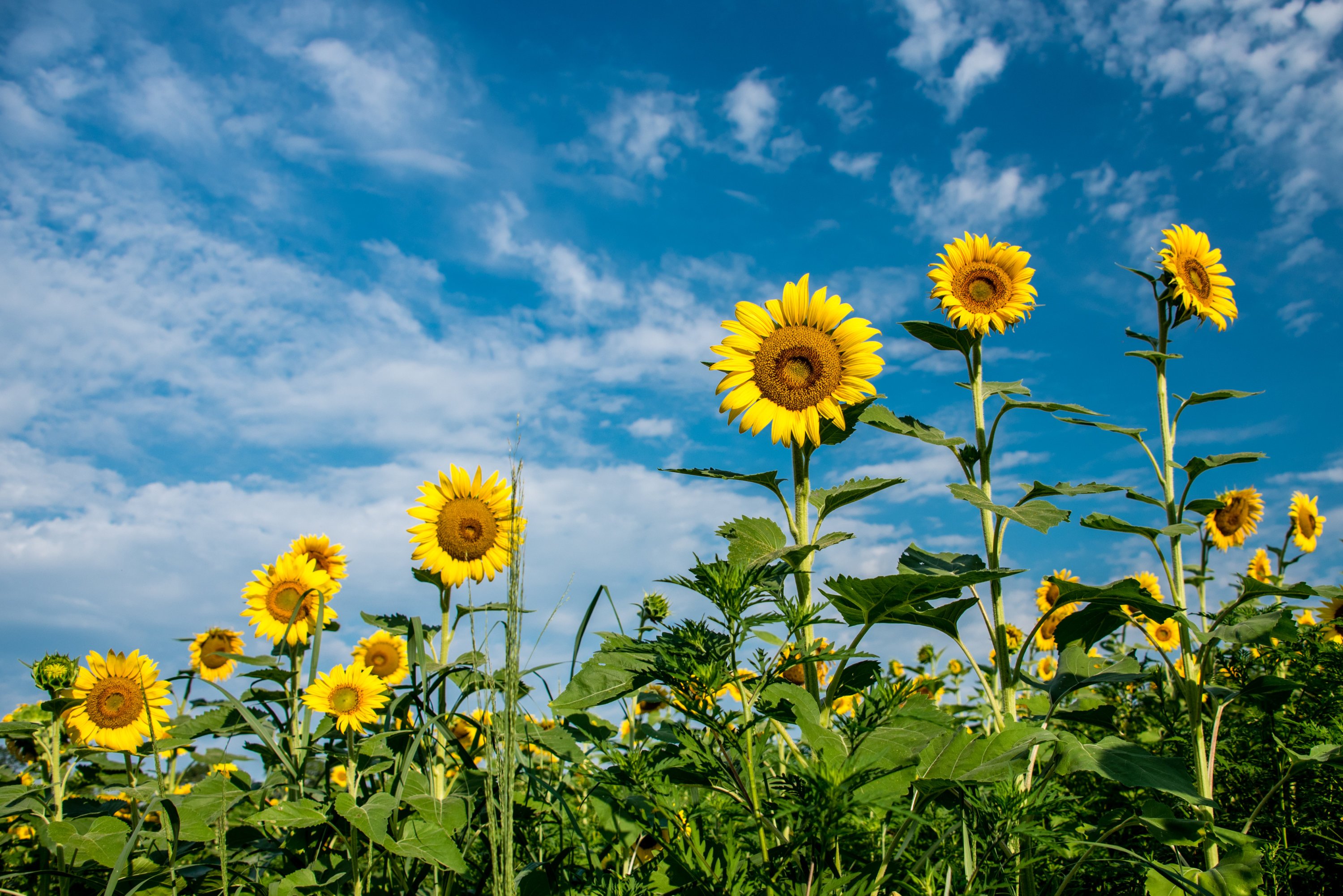 Image of Field of sunflowers in full bloom