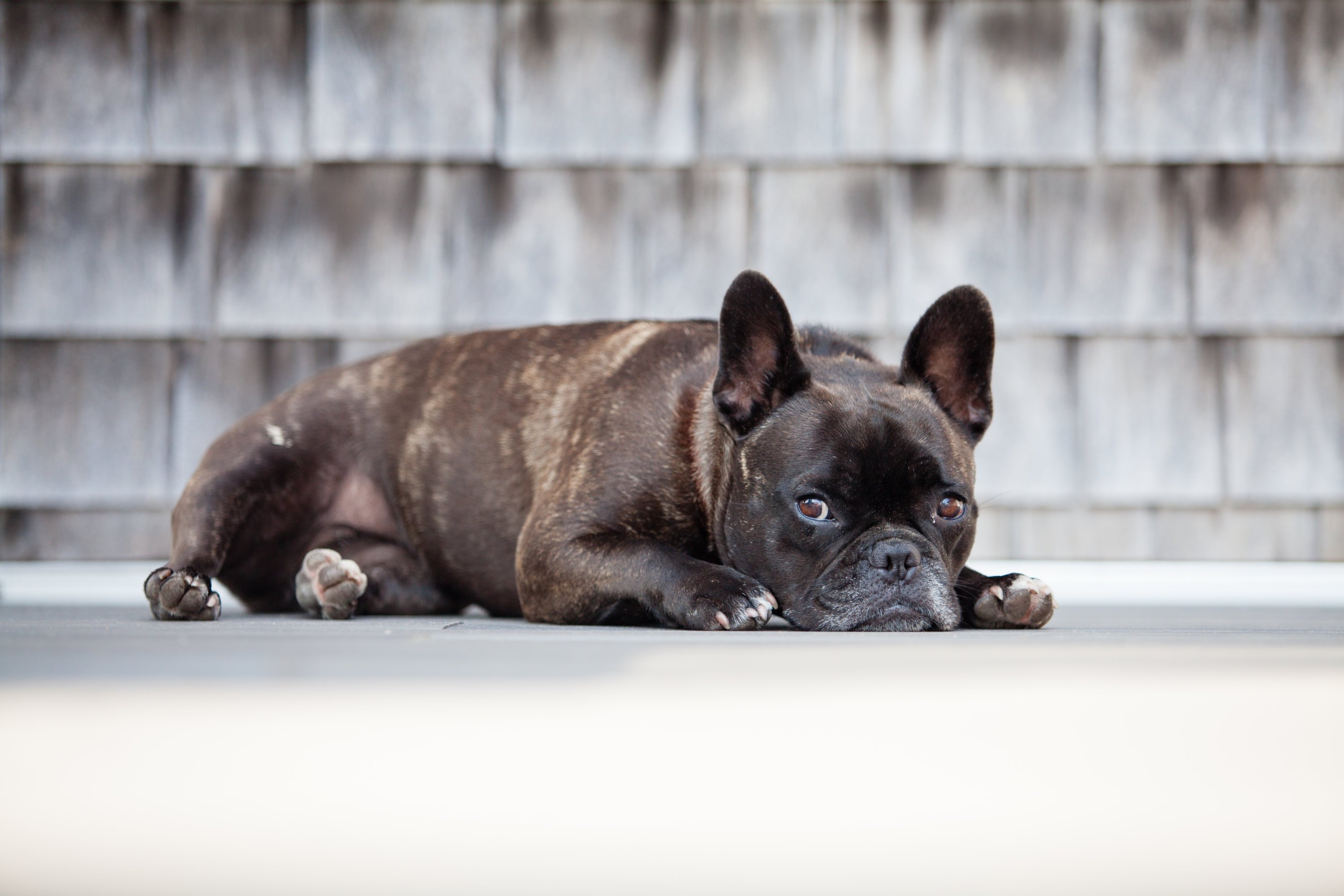 The bagel shop's namesake is the Coxes' French bulldog Pearl. Photo courtesy of Pearl's Bagels. 