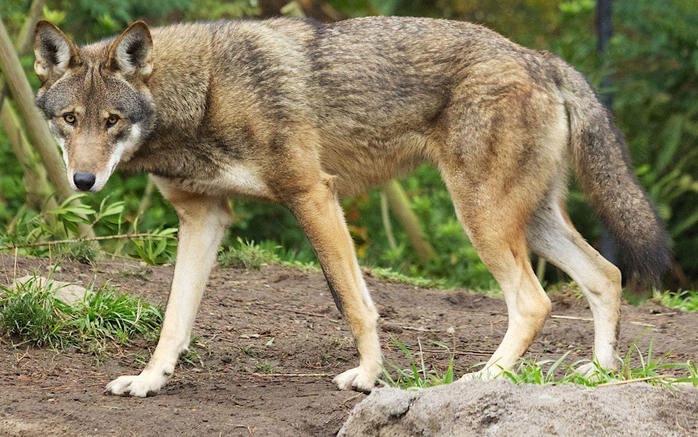 Red Wolves What You Need To Know Washingtonian