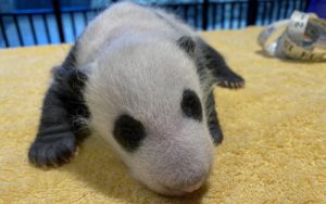 The Baby Panda Is One Month Old