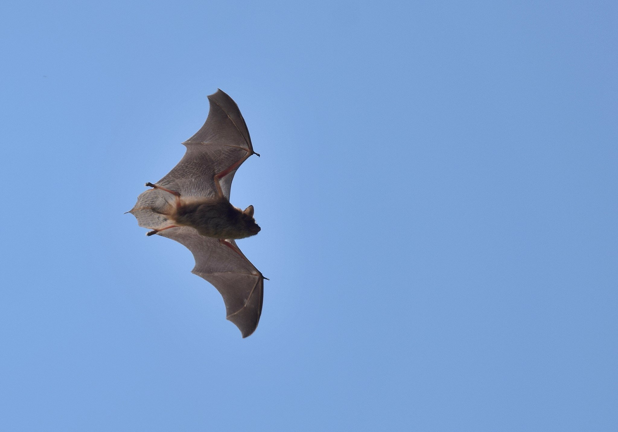 Brown Bats Might DC's Official Mammal. Here Are 5 Things to Know