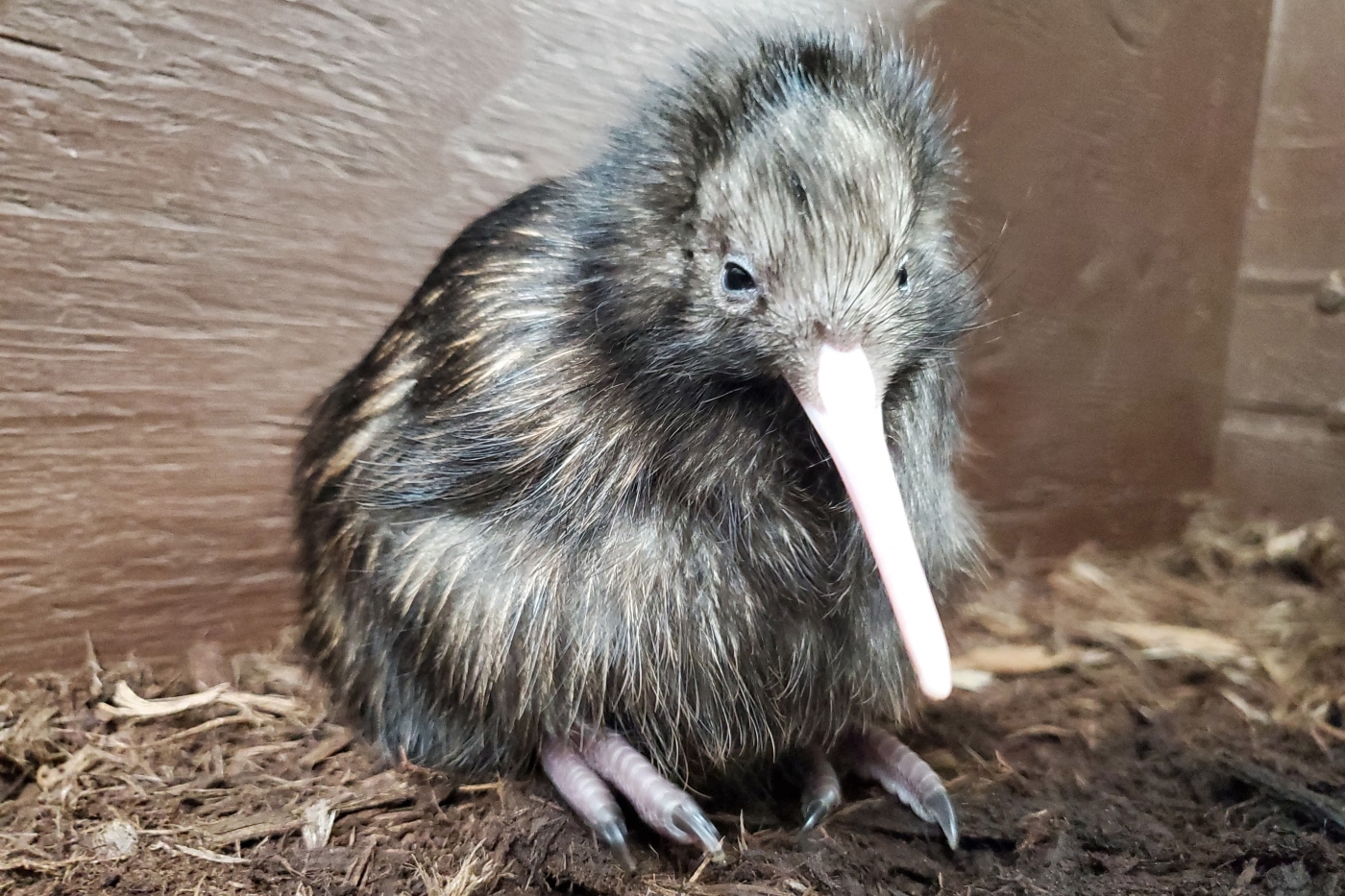 Meet Some Of The Zoo S Other Quarantine Babies Washingtonian Dc