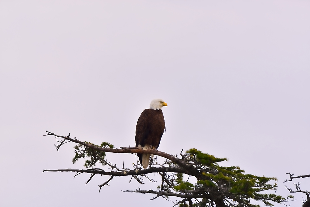 Bald Eagle-Two - Washingtonian