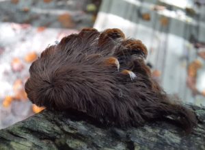 Yikes, These Weird-Looking Poisonous Caterpillars Are on the Loose in Virginia