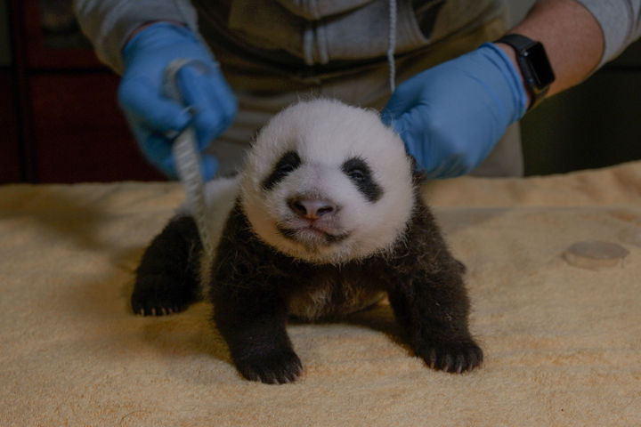 The Baby Panda Is Now Crawling And Barking And Packing On The Pounds
