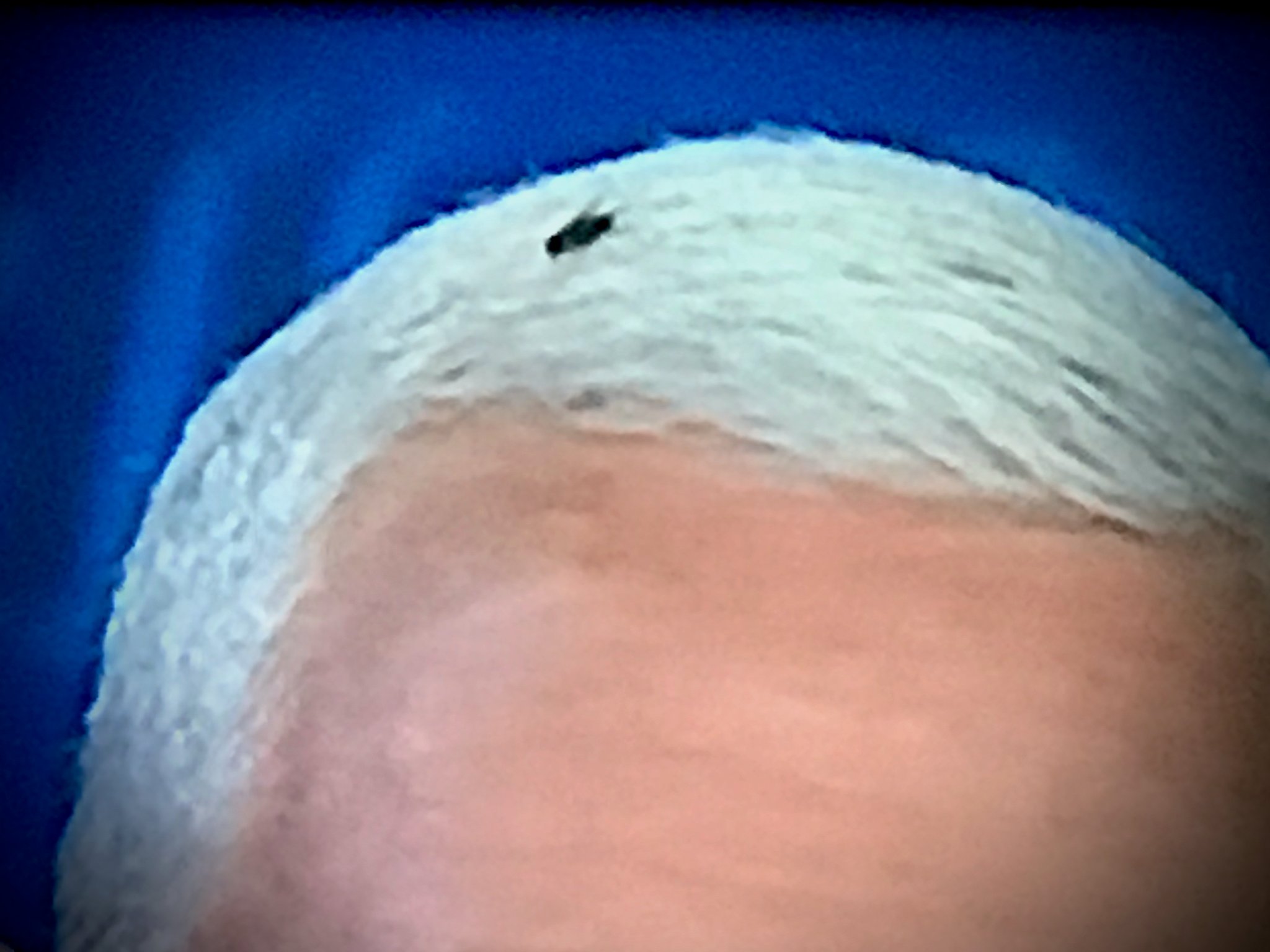 We Need To Talk About the Fly on Mike Pence's Head