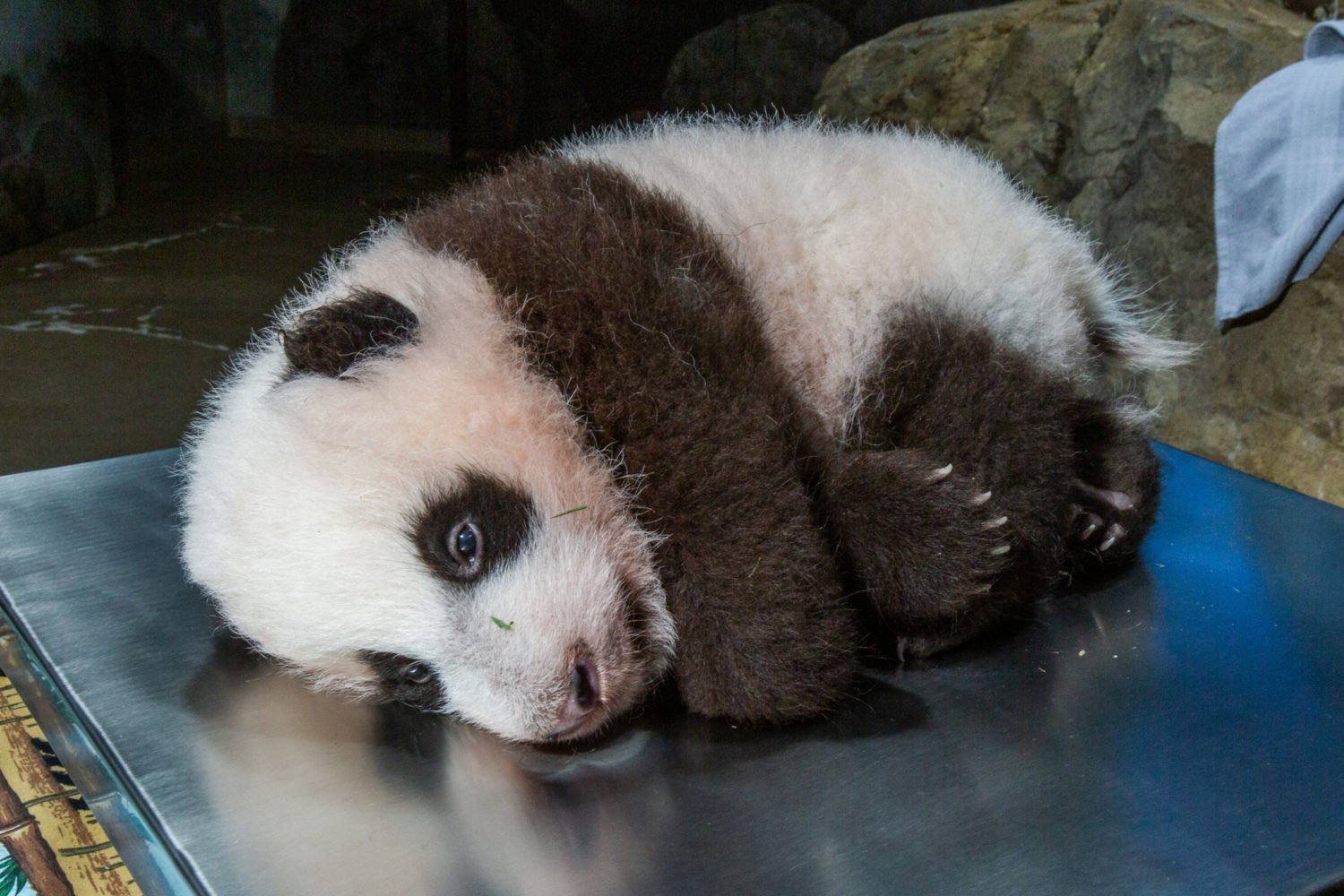 We've also been in the fetal position all week. Photo courtesy of Smithsonian National Zoo.