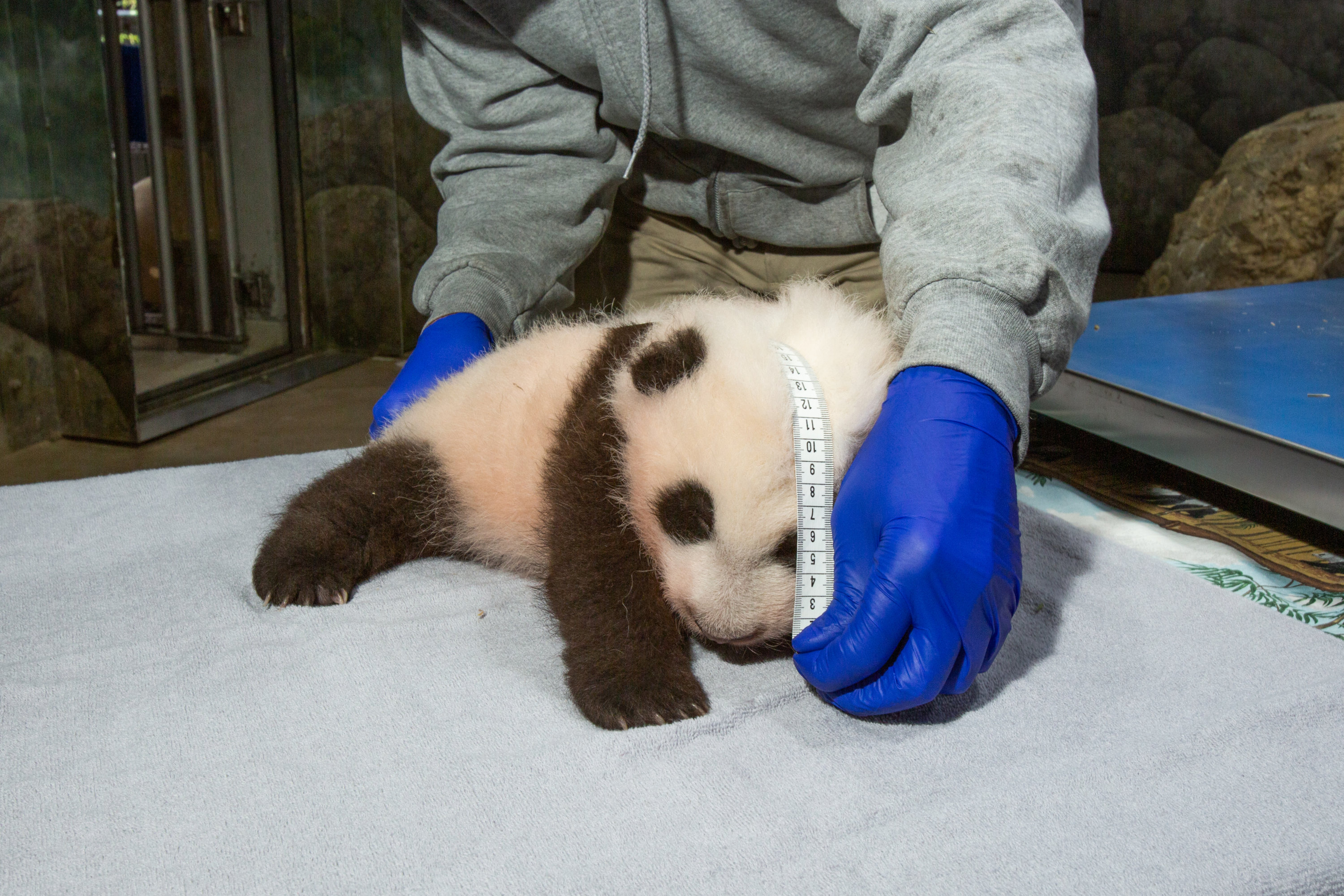 Giant Panda Cub - Washingtonian Photo courtesy of Smithsonian National Zoo.