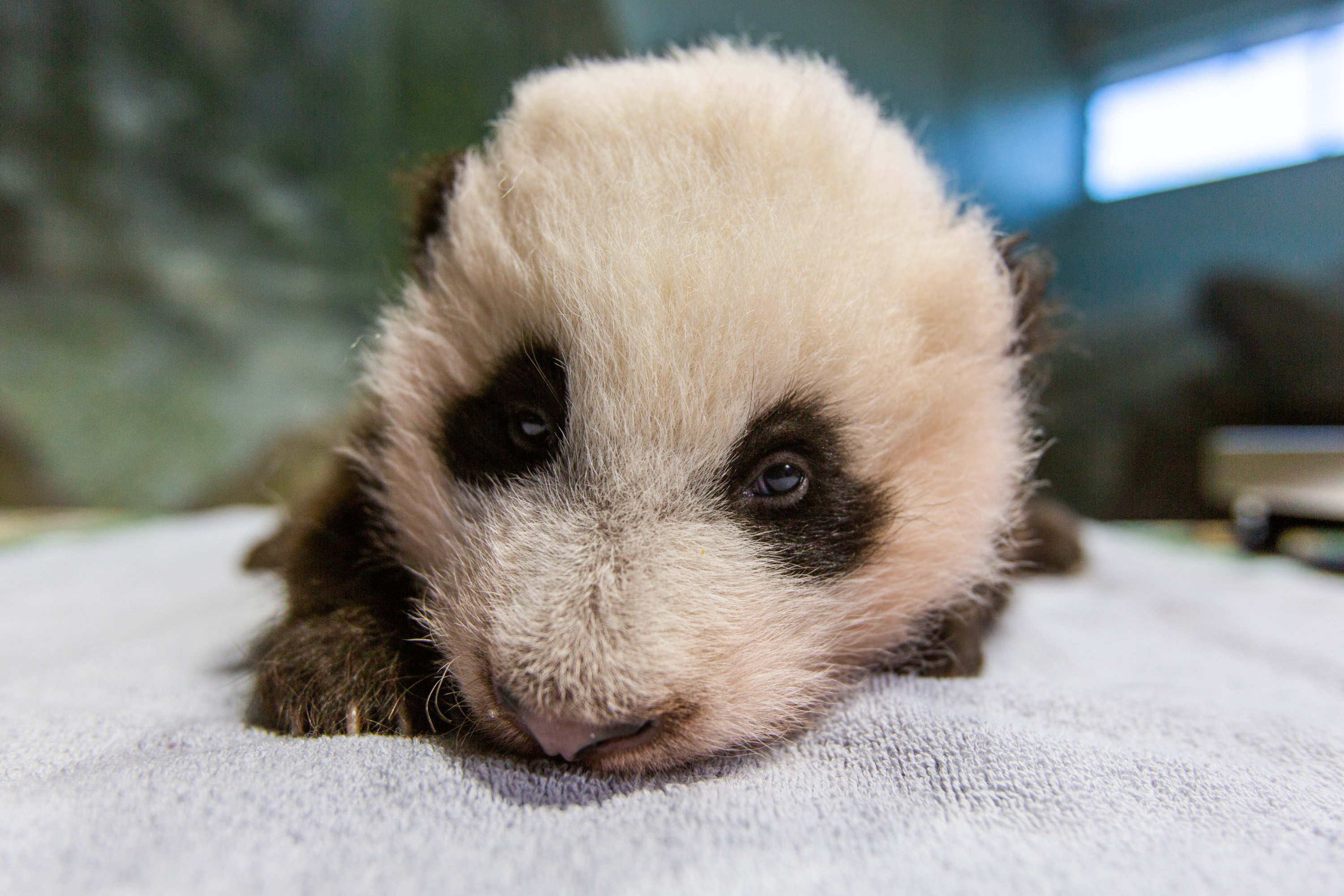 Giant Panda Cub - Washingtonian Photo courtesy of Smithsonian National Zoo.