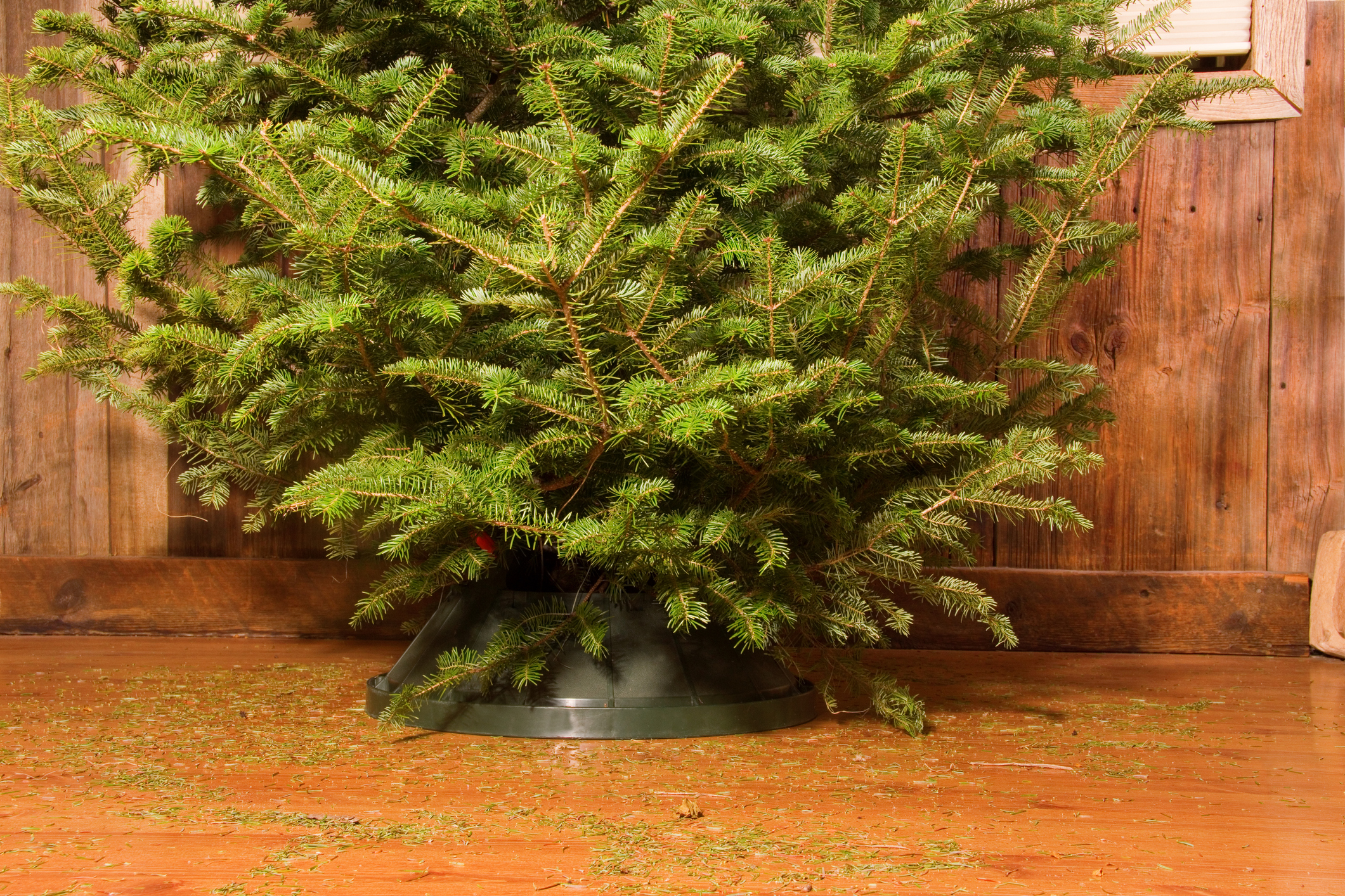 How to Prevent the Christmas Tree You Bought to Stave Off Covid Sadness