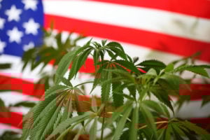 Washington Is Experiencing a Run on Weed Ahead of Election Night