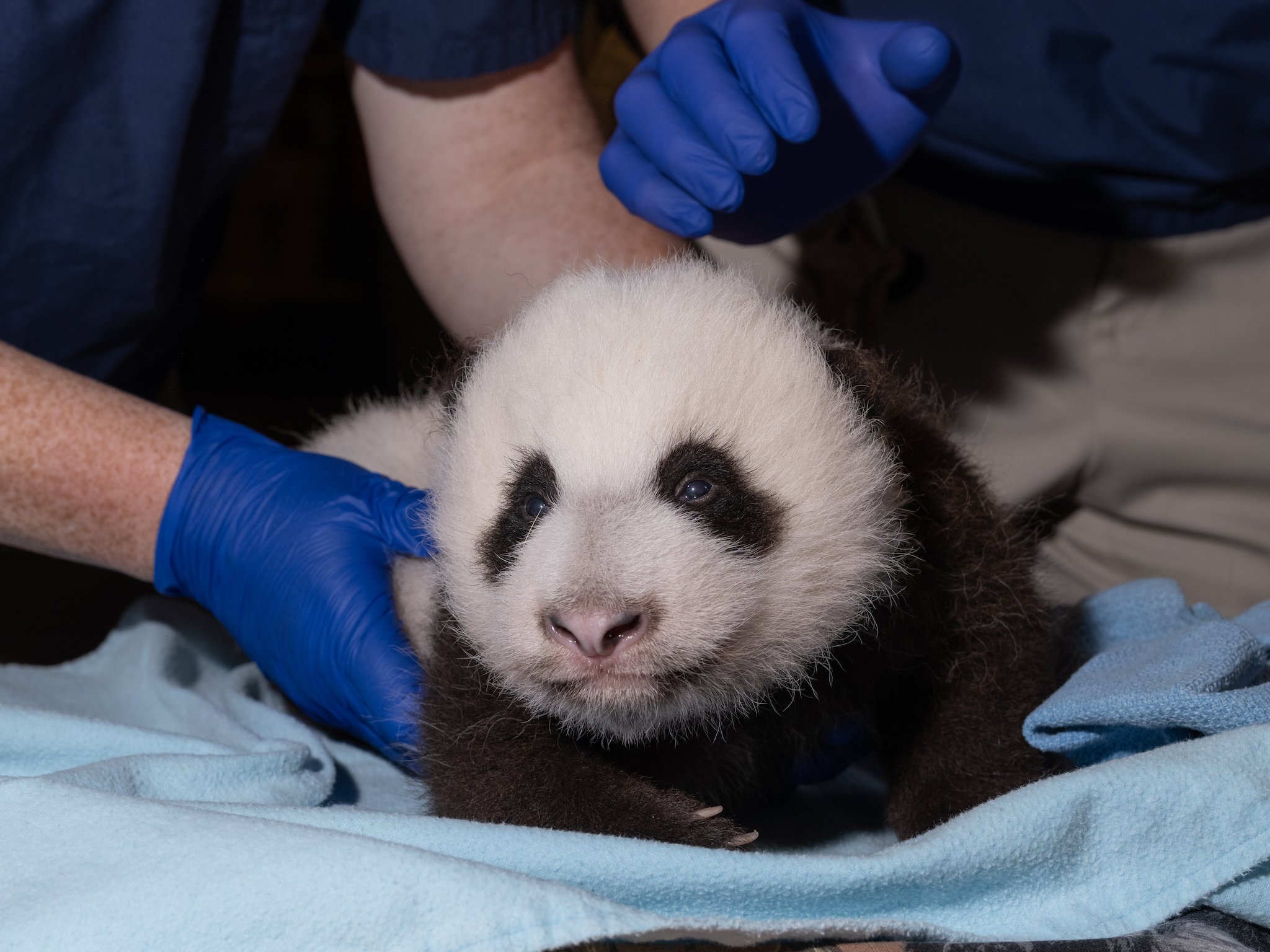 The National Zoo S Baby Panda Has Taken His First Steps Washingtonian