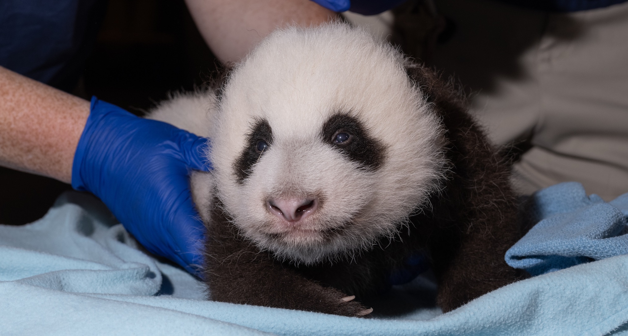 The Year In Adorable Baby Panda Milestones Washingtonian The Year In Adorable Baby Panda Milestones Washingtonian