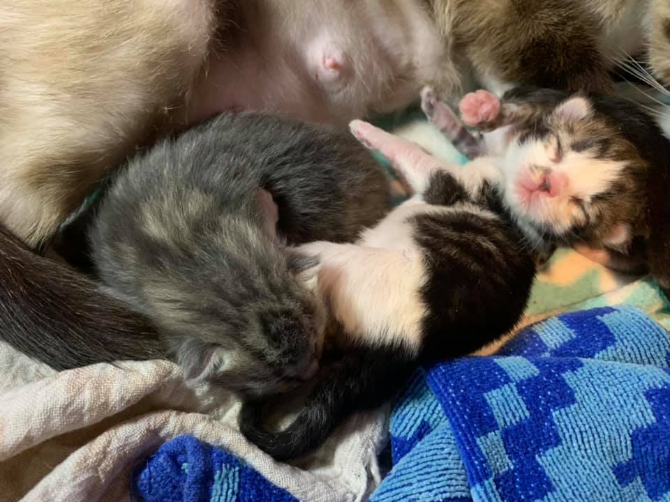Adopting sales three kittens