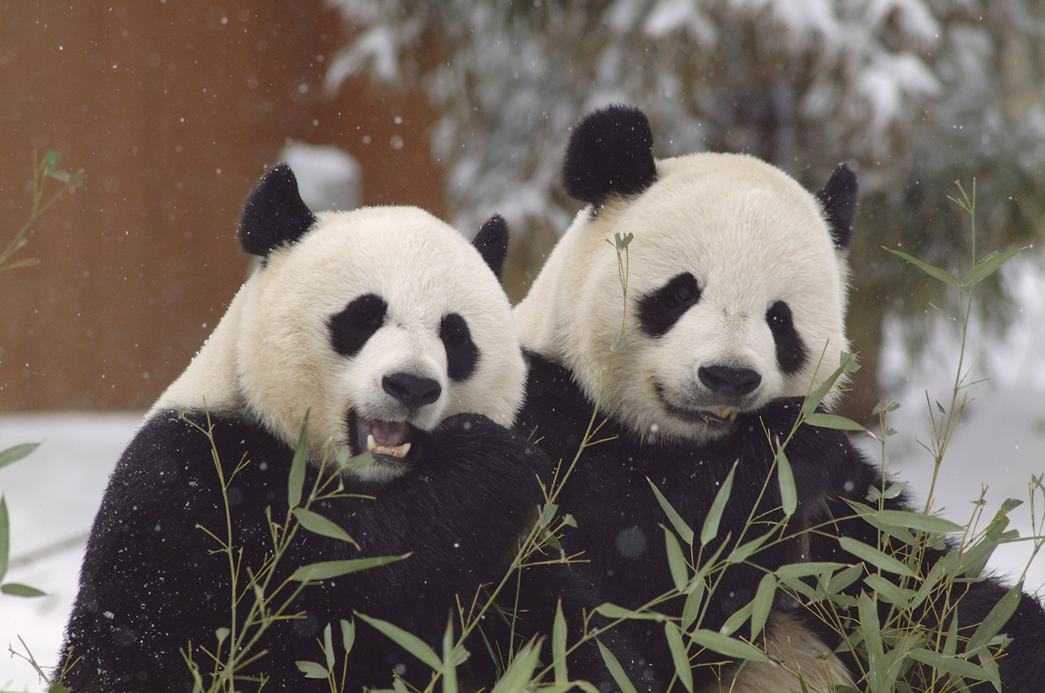Mei Xiang and Tian Tian. Photo courtesy of the National Zoo.