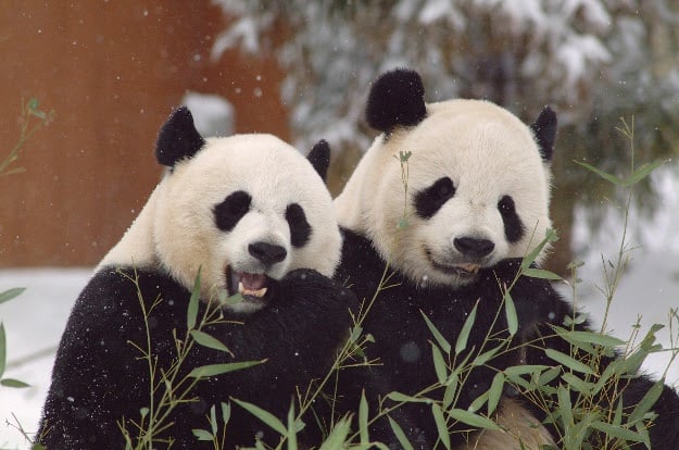 Photo courtesy of Smithsonian’s National Zoo. 
