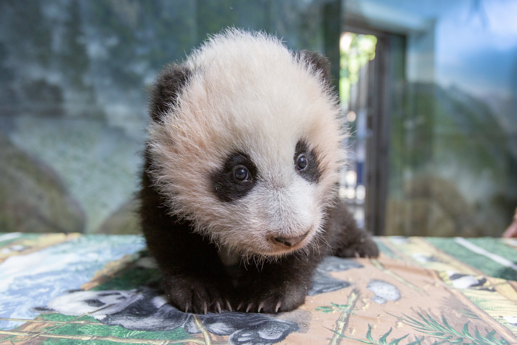 Photograph courtesy of Smithsonian's National Zoo.