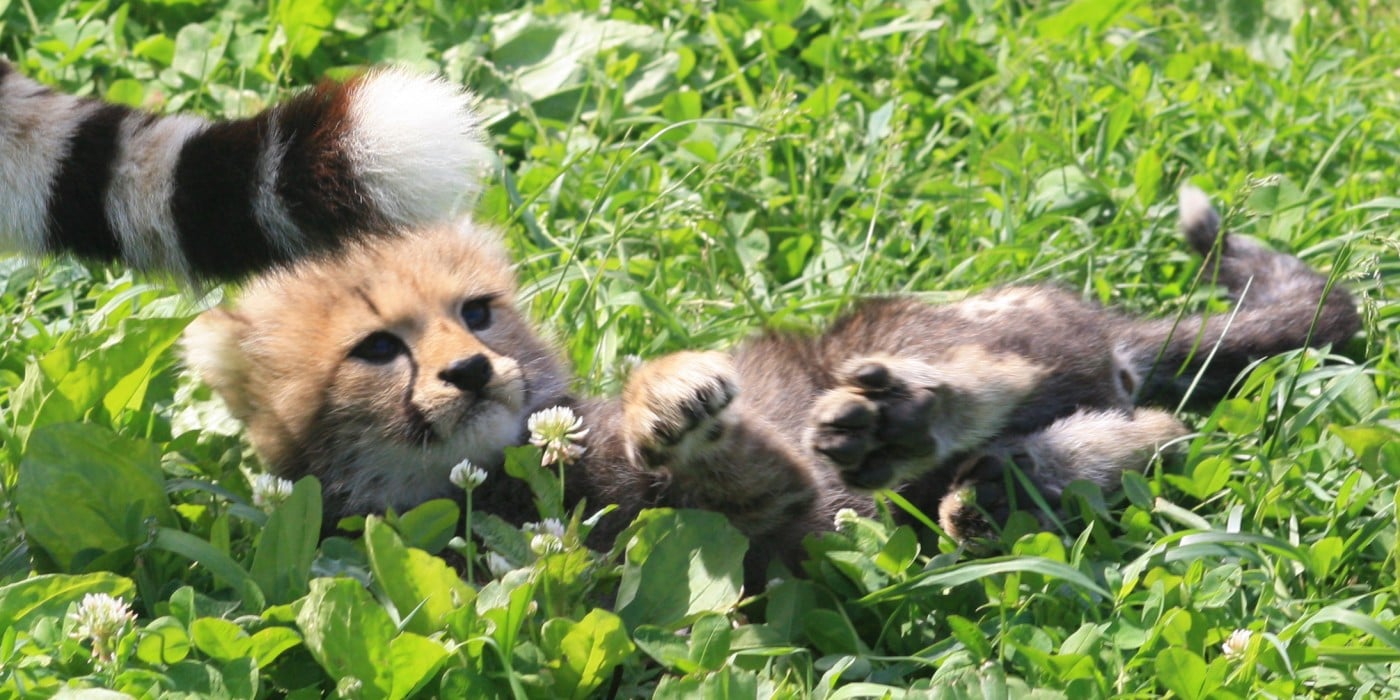 A cheetah cub in June 2020. Photograph courtesy of Smithsonian's National Zoo.